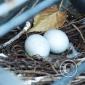Pigeon Eggs